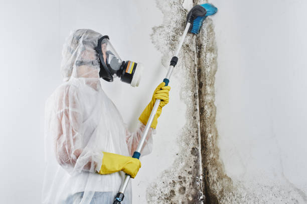 Best Commercial Mold Removal  in Buckingham, FL