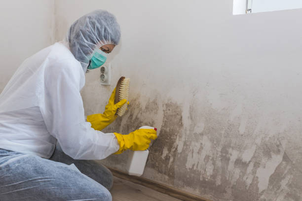 Best Mold Damage Repair  in Buckingham, FL
