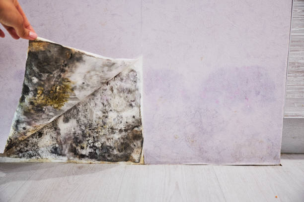 Best Attic Mold Removal  in Buckingham, FL